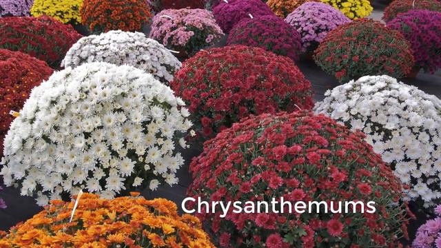 The Flowers We Eat (Or Don't, But Could). смотреть онлайн