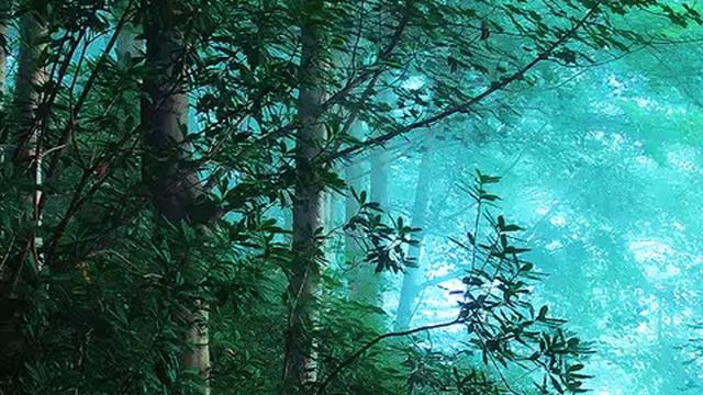 Сохранность лесов от пожаров смотреть онлайн