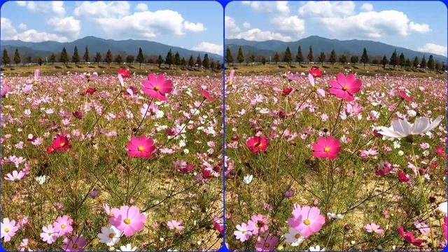 Cosmos flower, 3D video, Stereogram, Magic eye, SBS, Side By Side, Hyper Stereo, 코스모스 смотреть онлайн