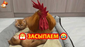 Петух с Котятами в лежаночке засыпают ❣️🤗😂