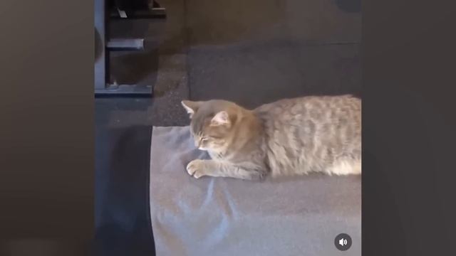 Приколы с котами! Самые смешные животные С ОЗВУЧКОЙ! Я ржал целый час! смотреть онлайн