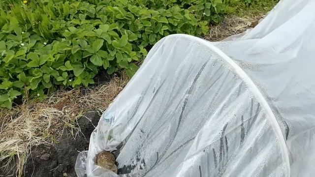 Огород. Беда со смородиной. Возвратные заморозки. Помидоры, перец, цветы. Фотомодель. Местная банда