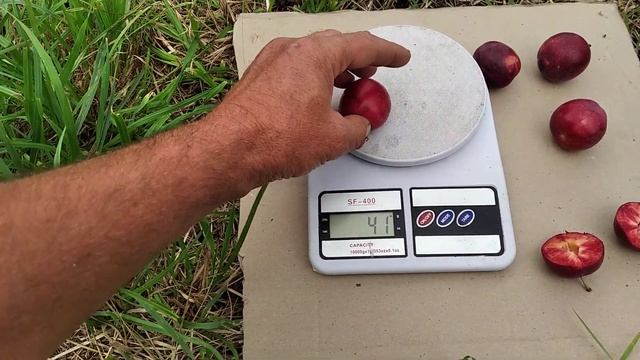 Алича Генерал. смотреть онлайн