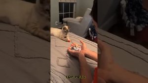 😺 Ты мой маленький! 🐕 Смешное видео с собаками, кошками и котятами! 😸