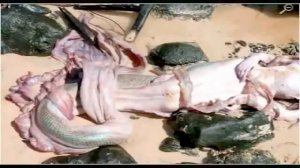 Русалку выбросило на берег