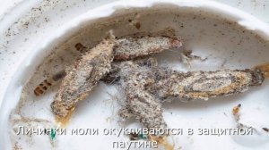 Моль платяная и кладовая, как распознать и бороться