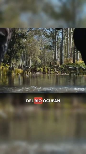 El Reino del Planeta de los Simios utiliza 1 MILLON de GB en un SOLO EFECTO😳 смотреть онлайн