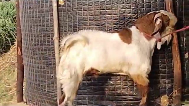 KOTA 4Dant Weight:55-60Kg Height: 36Inch Price:29k call sayyed bhai +917974099460 смотреть онлайн