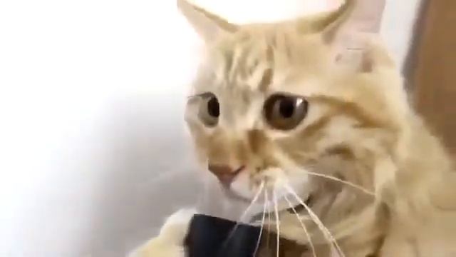 Кот и пылесос животные прикол милые красивые животные приколы с животными ржака смотреть онлайн