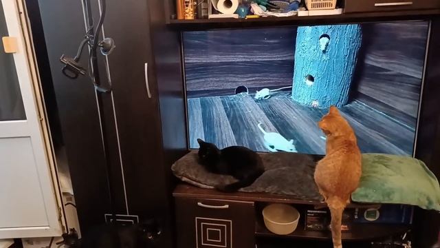 У нас опять новые брошенки. смотреть онлайн