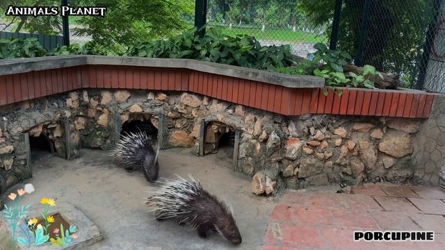 A Compilation of Amazing Animal Sounds and Videos: Parrot, Penguin, Cat, Fox, Horse, Monkey смотреть онлайн