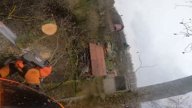 АрбористикаПилим  в дождь  пять деревьевArboristics We saw five trees in the rain in parts!