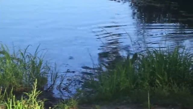 Уточка и утята на воде Белкино 2019 Обнинск смотреть онлайн