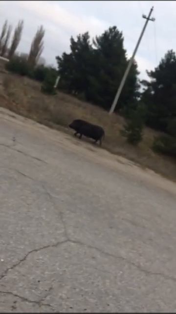 Охота на кабанана под мухоморами смотреть онлайн