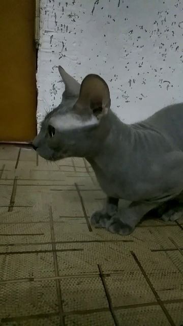 Lapusik?!  How can you not love sphinxes!/Лапусик!? Как можно не любить сфинксов! #cats #animals