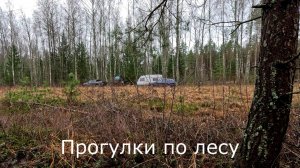 Прогулки по лесу. По моему выпиливают березняк