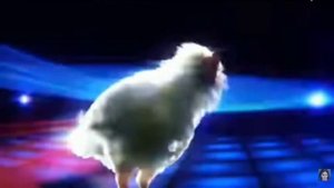 песня про курицу🐡🦆🐔🐓🐥🐤🐣