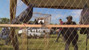 Птичий рынок. Ленинградская. [12.05.2024]