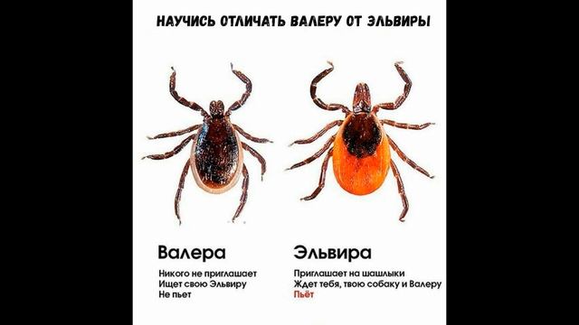 Я рыдал! Май, дача... Клещи! Смешная песня - инструкция, до конца! Это должны знать все.