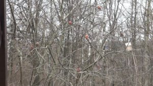 мы птички зимние