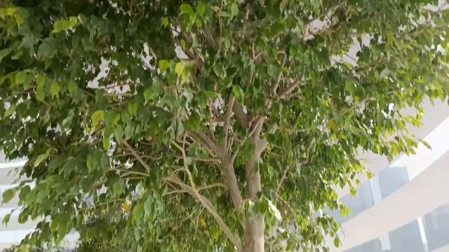 Biggest Apple 🍏 Store #singapore смотреть онлайн