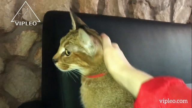 VIPLEO® - самые редкие и уникальные кошки в мире. смотреть онлайн