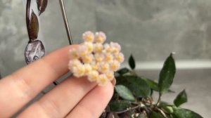 Цветение хойи Kroniana Black Leaves