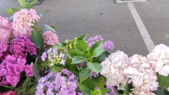 Цветочный рынок Ярмарка Вкуса г. Краснодар ул Крылатая 3 Б от 11.05.24г смотреть онлайн