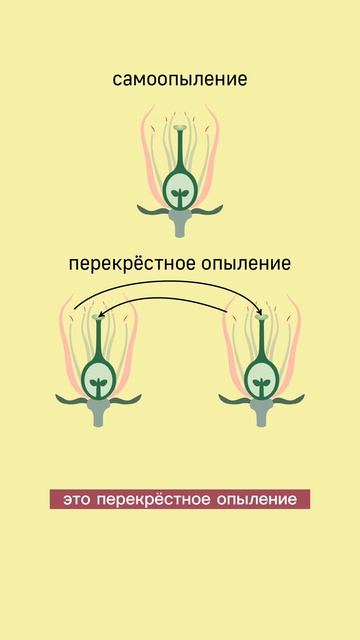 микроспорогенез и двойное оплодотворение у покрытосеменных растений #биологияегэ #ботаника #егэ2023