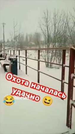 Погибший от поноса перепел😆