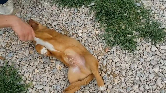 Pluton 3 смотреть онлайн