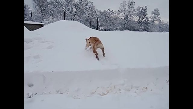 Funny Labrador / Лабрадор радіє снігу. Собака-кенгуру ) смотреть онлайн
