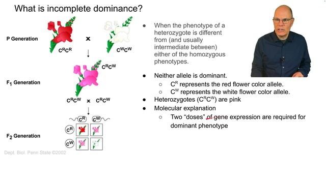 Incomplete Dominance: What you Need to Know for AP Bio