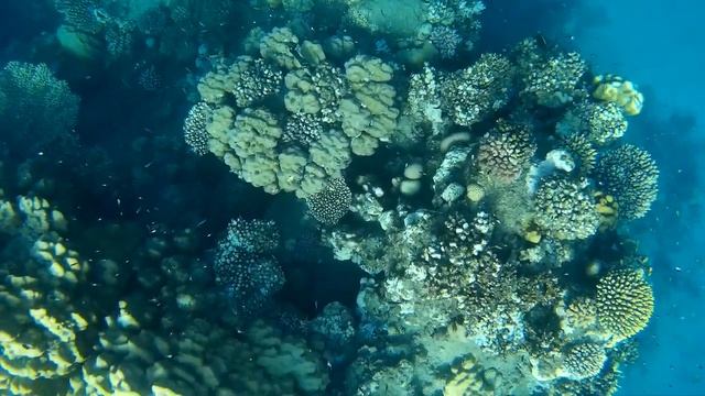 Resort Sataya Marsa Alam смотреть онлайн