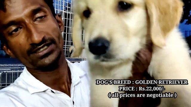 Top quality best pet in Siliguri | GALIFF STREET PET PRICE смотреть онлайн