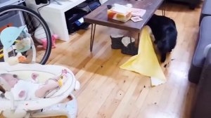 Я ржал в течение часа 😾 Самые сумасшедшие кошки раздражают детей Смешные видео о кошках 2020