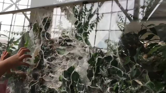 The Green Planet Dubai | Dubai"s Indoor Rainforest смотреть онлайн