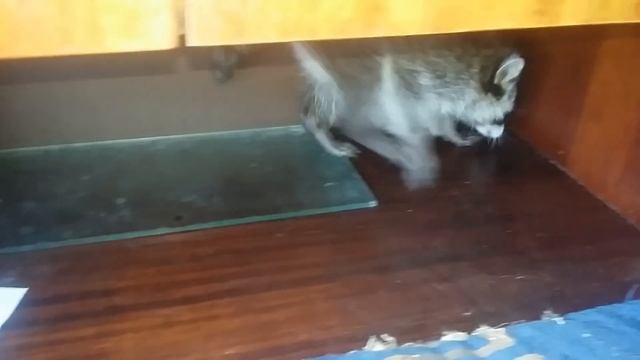 знакомьтесь это енот Серафима (Raccoon babies) смотреть онлайн