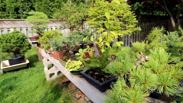 A Custom Made Landscape Pot From David, The Bonsai Zone, Aug 2021 смотреть онлайн