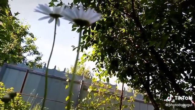 Ромашкииии🙈🌼🌼 смотреть онлайн