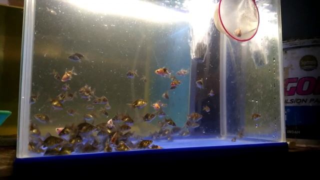 Seleksi Ikan Mas Koki Oranda Bagong смотреть онлайн