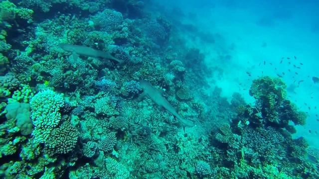 Fantazia Resort Marsa Alam - Shark Snorkeling смотреть онлайн