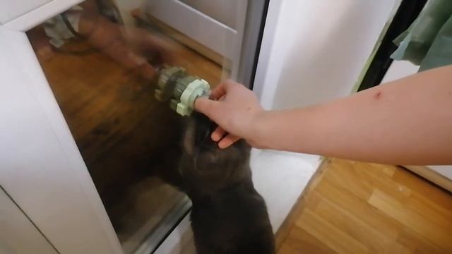 кошачья мята и кот Марс Кошачья мята в шарике на липучке😹#кошачьямята #ожиданиеиреальность