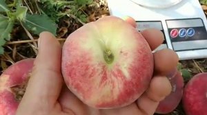 Інжирний персик Уфо-3. Peach UFO-3. Білом'ясий, солодкий, гарний