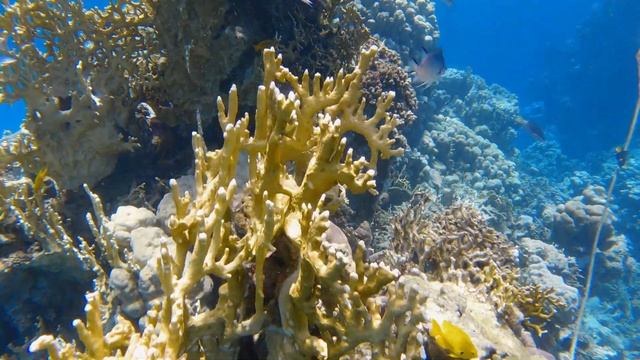 Malikia Resort Abu Dabbab, Hausriff in 2024 ,Marsa Alam смотреть онлайн