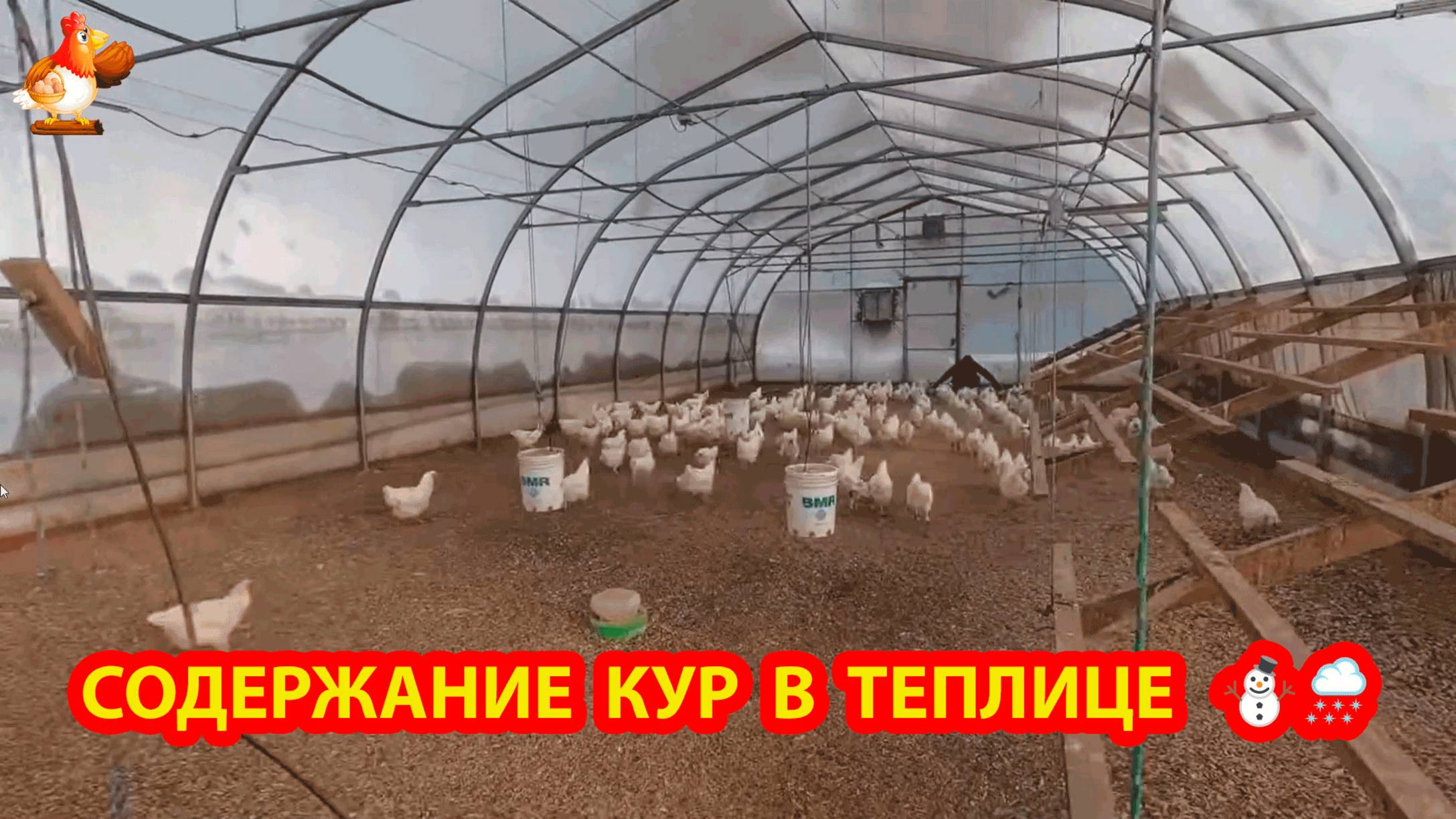 Содержание кур несушек в теплице зимой и условия для яйценоскости 🥚🥚🥚