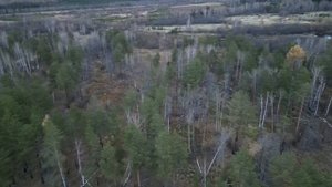 Полёт на Квадрокоптере DJI мини 3 pro Осень Лес Болото вид сверху Повторное использование