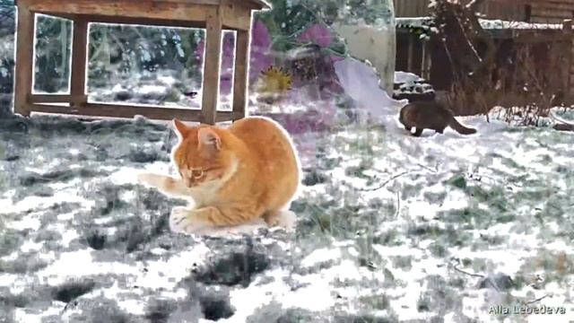 Kittens in the snow Summer memories Котята на снегу Воспоминания о лете