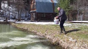 Борьба с цветением воды. Известкую воду