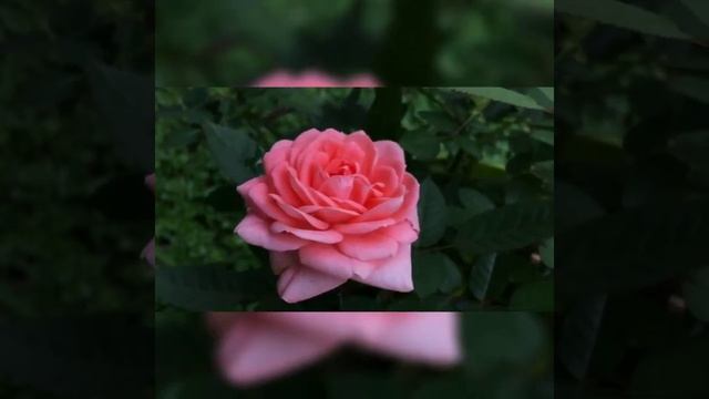 Beautiful flowers~ beautiful rose flowers collection #beautiful flowers rose смотреть онлайн